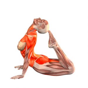 anatomia-para-hatha-yoga-yogesvaram-santiago